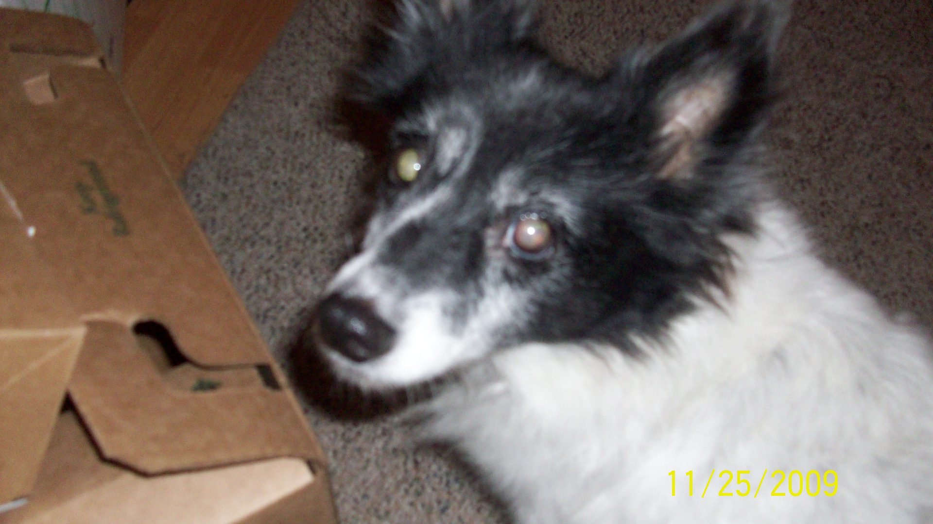 Daisy